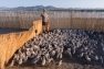 La colonie des poussins est regroupée dans un corral avant le baguage de chaque juvénile 