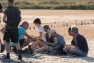 Baguage des Goélands railleurs aux Salins