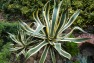 Agave ©DR