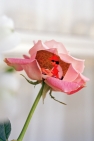 Crabieres Hubert Edicola1 - Photo