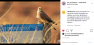 Concours Instagram 2ème place Sébastien Pinna "Faucon crécerelle et son petit mulot"