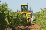vendanges à la machine, La Crau