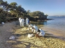 Pollution Porquerolles