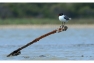 Mouette de Franklin adulte - © A. Audevard