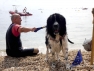 Chien sauveteur en mer
