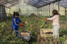 Cueillette solidaire/L'Econome - AMAP les 1001 Tomates