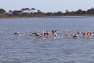 Hyères - flamants roses - Les salins