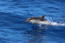 Sanctuaire Pelagos
