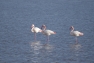 La fête de la nature aux Salins