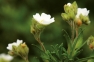 Cistus salviifolius