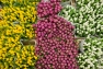 Marché aux fleurs, Hyères - © Olivier Pastor